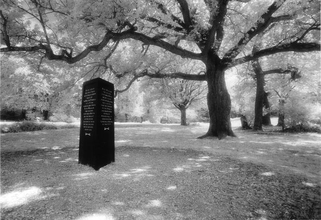 The Rufus Stone where William Rufus was shot dead by a stray arrow.