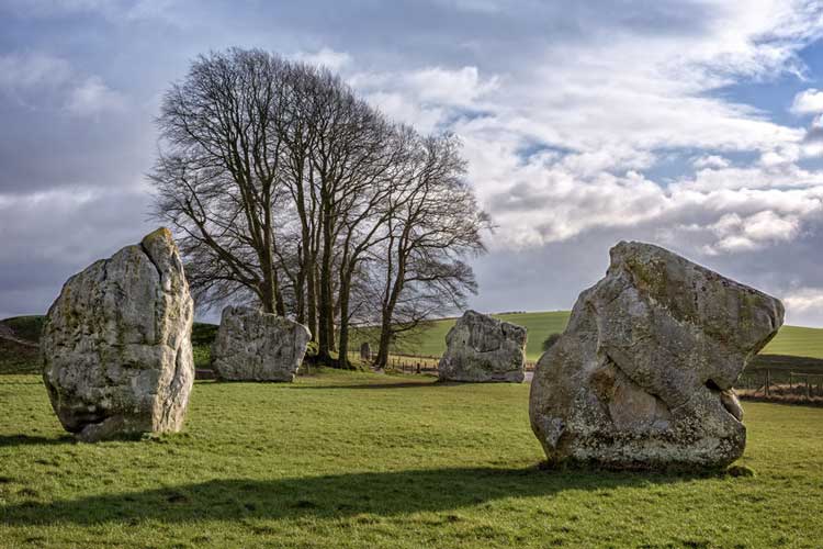 A tree by the Avebury stone circle.