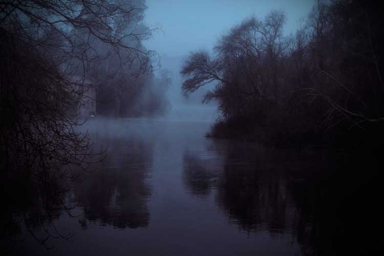 A swamp in the mist.