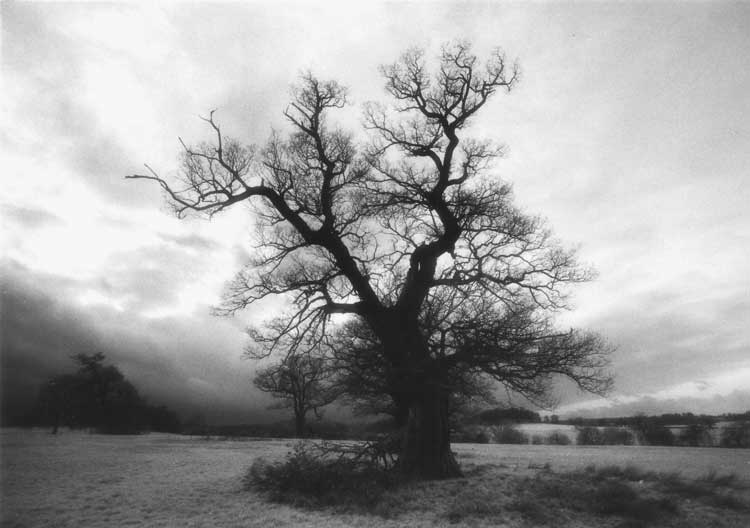 A leafless oak tree.