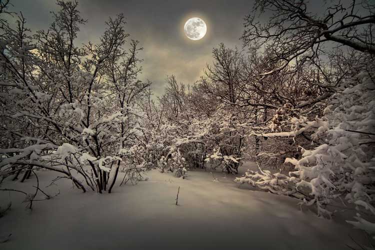 Trees in a wood in winter at night.